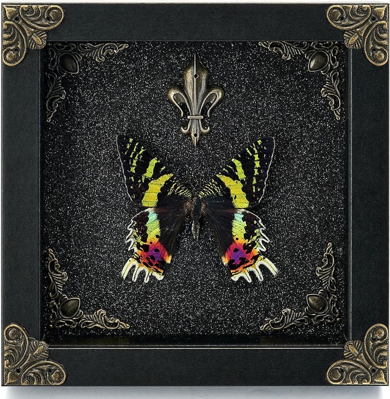 GDBEH Real Butterfly Framed Handmade - Taxidermy Butterfly Shadow Box - Real Framed Butterflies in a Box for Gothic Home Decor Aesthetic. (Madagascan Sunset Moth) - Image 1
